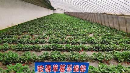 胶源草莓采摘园