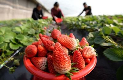 保定宝生草莓采摘园,有机草莓已成熟,暮然回首花尽处