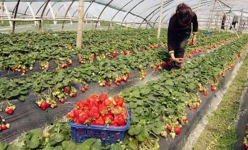 游玩快讯丨2018青岛最新草莓采摘地图,千万别错过哦