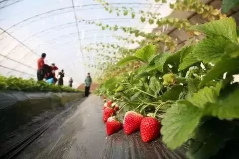 草莓季开摘,皮薄香甜多汁 佛山最全采摘地图请收好,走起