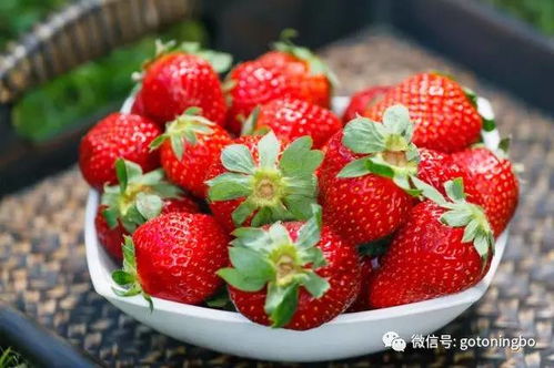宁波草莓最全采摘攻略 莓 好心情,从一篮草莓开始吧
