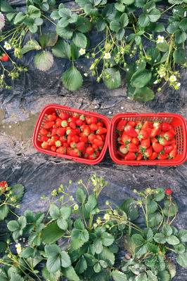红灯笼有机草莓采摘园 杭州亲子游玩与自然体验的理想之地