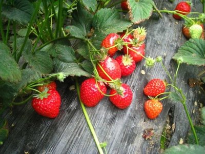 99%的成都人都不知道!成都周边冬草莓采摘好去处,请收藏!