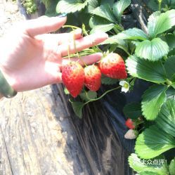 玉明草莓采摘园 亲近自然的甜蜜之旅