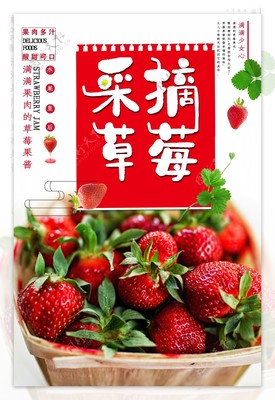 草莓采摘乐园 新鲜甜蜜，亲子共享