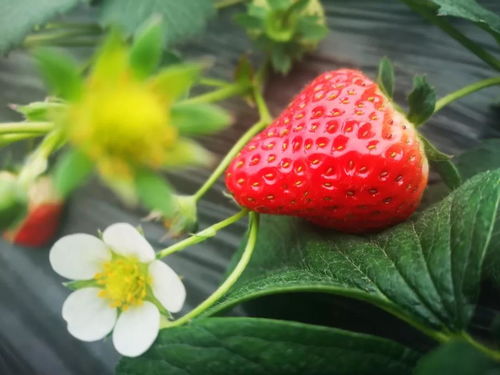 峨眉冬草莓 上百亩采摘乐园，邀您共赴甜蜜之旅