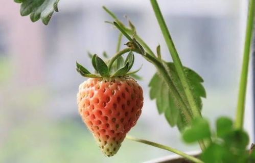 沈阳周边周末好去处 一小时直达的霸园草莓采摘体验