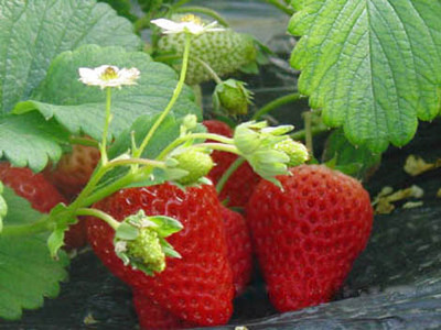 万众团团购 田园采摘与古镇风情一日游——草莓园采摘+甪直古镇体验