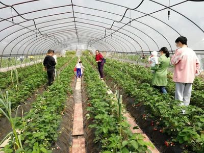 周末去江津“田园水乡”打卡！尽享烧烤、垂钓与草莓采摘之趣