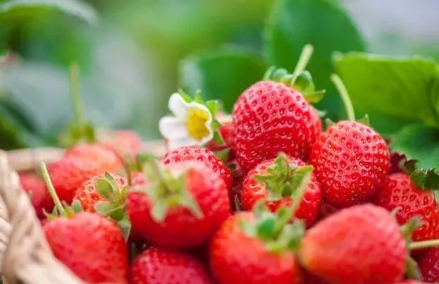 成都草莓季强势来袭，这些采摘路线你值得拥有