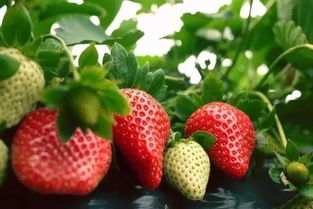 昆明周边草莓采摘攻略 | 草莓采摘季全盘点