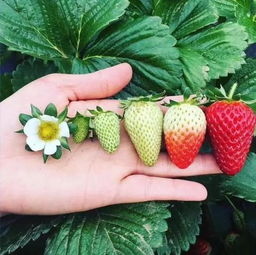 上海草莓采摘全攻略 农庄采摘期可持续至四月底