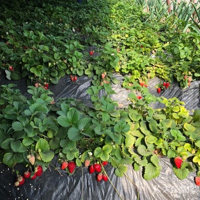 唐师傅牛奶草莓采摘园——品味自然甜蜜的田园之旅