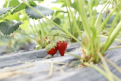 春游金山 草莓采摘与美食寻味之旅