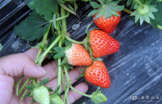 有“莓”就是任性 乐山冬日草莓采摘全攻略