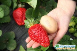 大连喜乐草莓观光采摘园 春日里的甜蜜采摘之旅