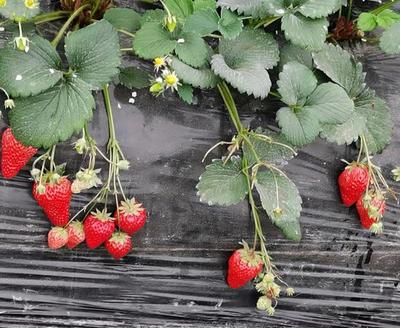 冬日第一口鲜甜走！达州大竹县敏芝草莓采摘基地采摘攻略