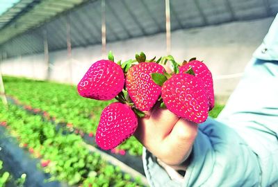 冬日暖阳下的红宝石盛宴 一份草莓采摘指南