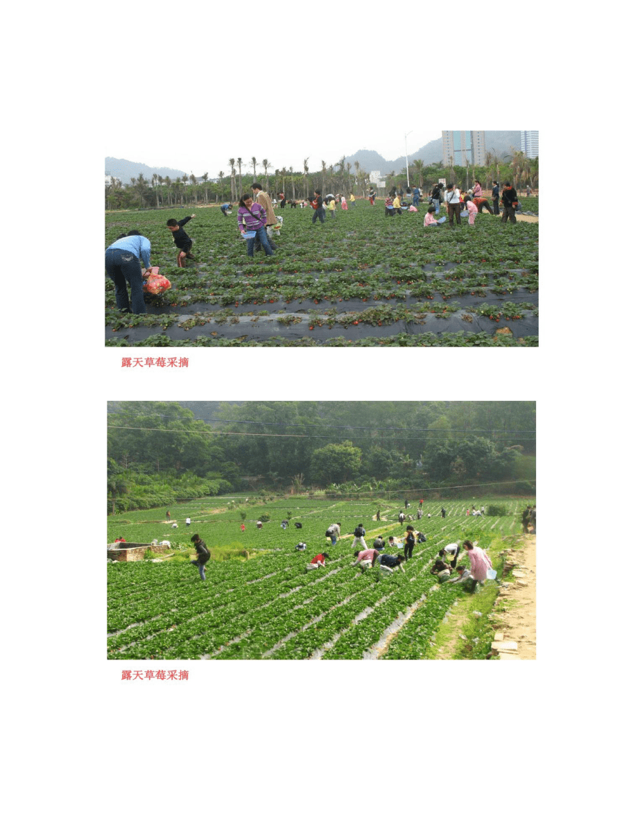 草莓采摘园 打造田园休闲新体验