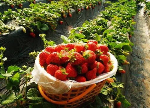 早啊，南京！2016年1月2日 草莓采摘爱心拼盘之旅