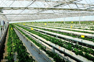 区块链技术赋能现代农业 以草莓采摘为例看我国农业新变革