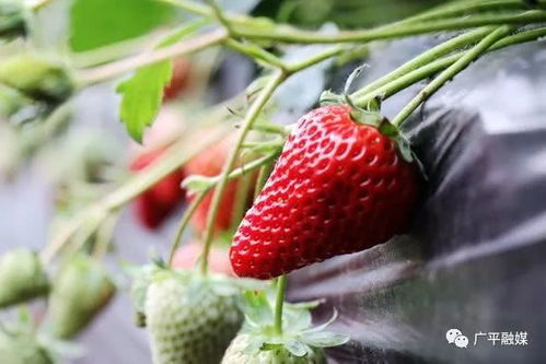 隆冬采撷第一红，广平草莓熟正浓