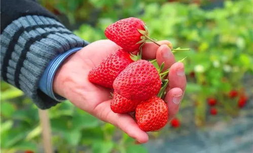 清远市区元旦草莓采摘地图 | 奔赴一场甜蜜的“莓”好时光之旅