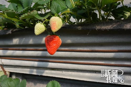 熟透啦！营口郊外草莓采摘攻略新鲜出炉，快快收藏
