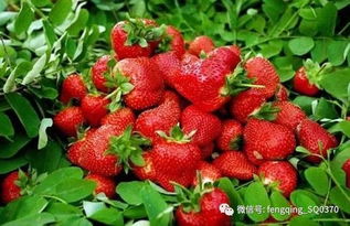 商丘草莓采摘节 2019年1月11日等你来尝鲜